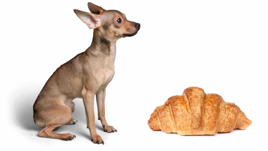 Photo of a Chihuahua dog and a croissants.