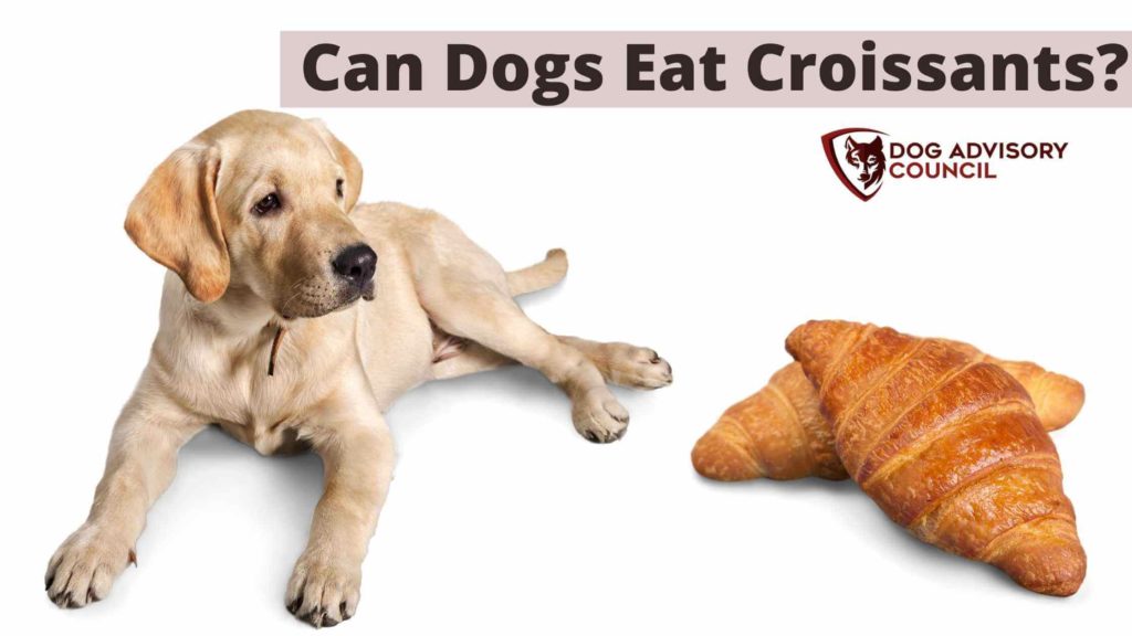 Can Dogs Eat Croissants? Photo of a dog and two croissants by he's side.