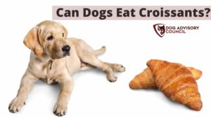 Can Dogs Eat Croissants