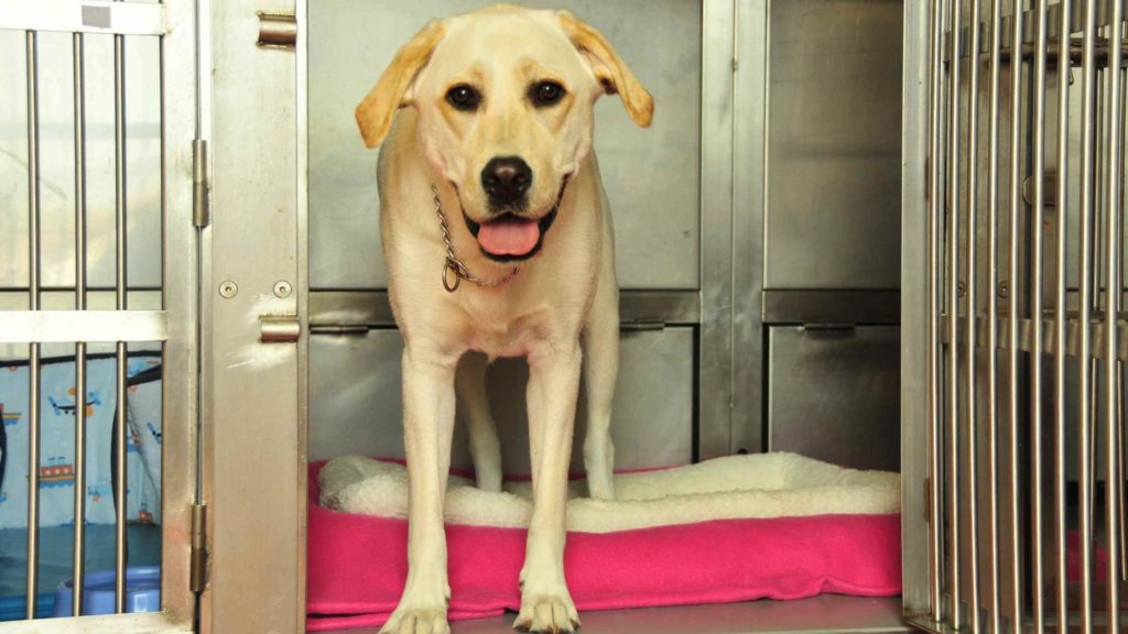 Dog with kennel cough in quarantine inside a kennel.