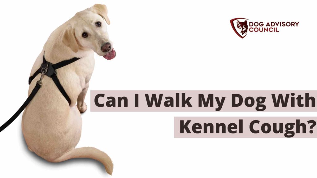 Can I Walk My Dog With Kennel Cough? (All You Should Know) Dog