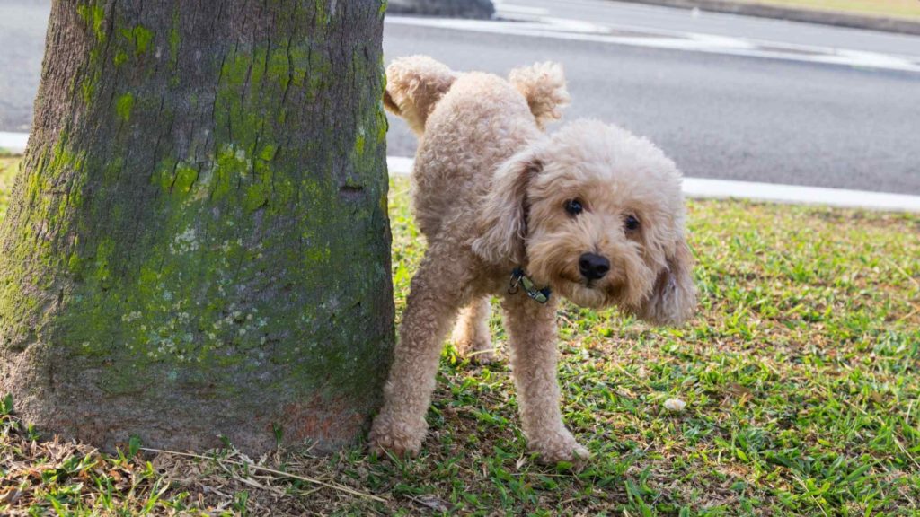 Photo of a Poodle dog peeing on a tree.