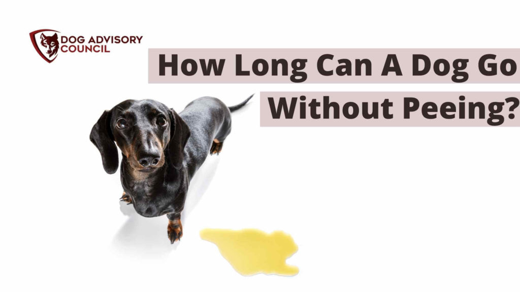 How Long Can A Dog Go Without Peeing? Photo of a Dachshund dog with pee on the floor.