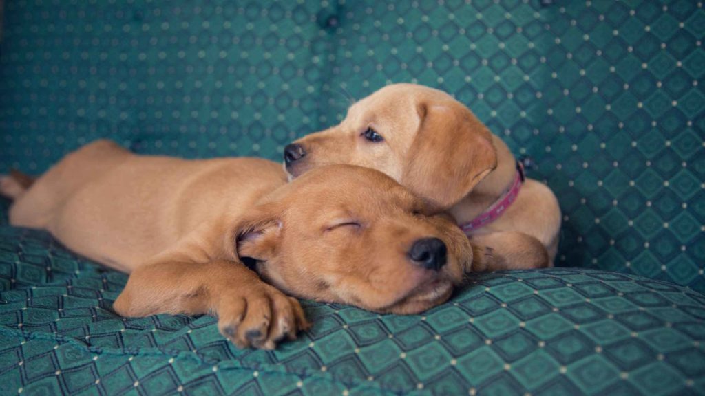 Photo of two puppies sleeping in the sofa.