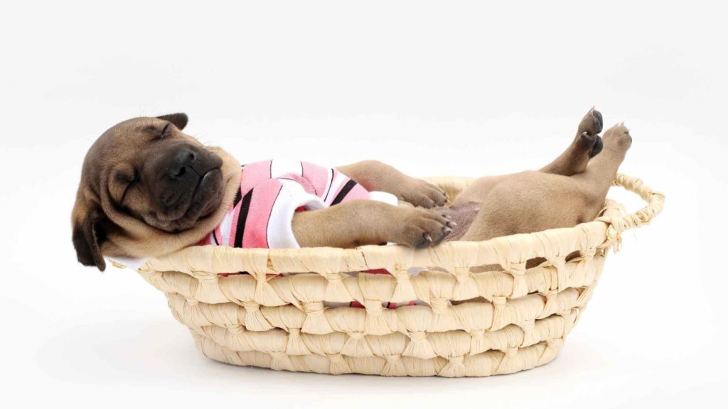 Photo of a small puppy sleeping inside a basket.