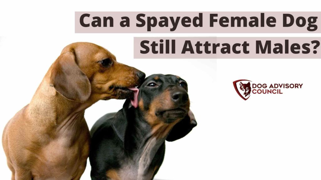 can-a-spayed-female-dog-still-attract-males-dog-advisory-council