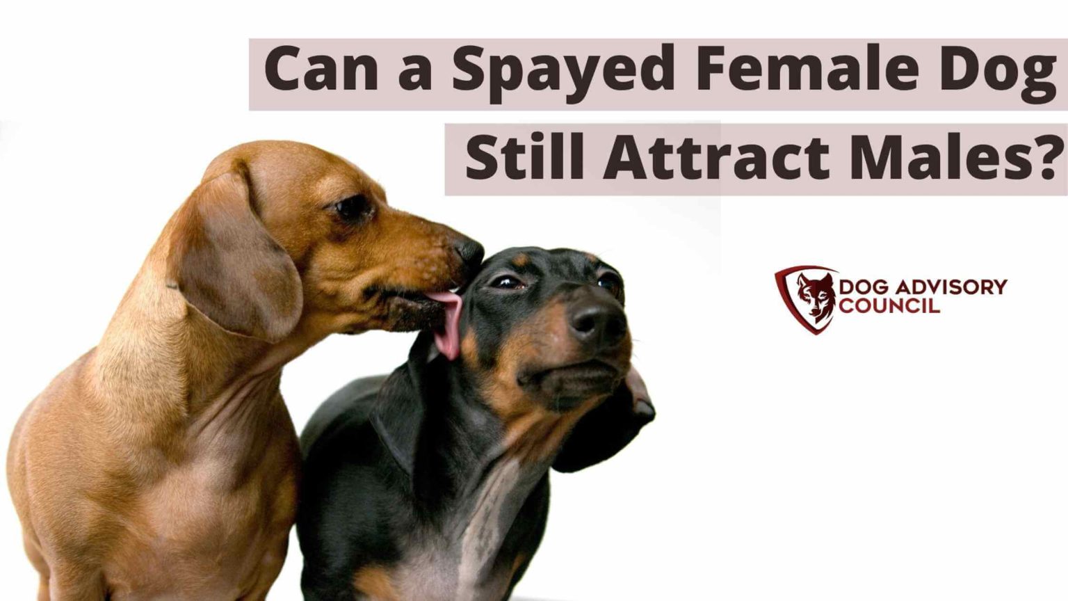 Can A Spayed Female Dog Still Attract Males? Dog Advisory Council