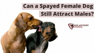 Can A Spayed Female Dog Still Attract Males