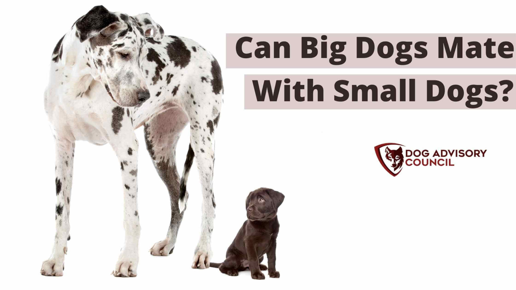 Can Big Dogs Mate With Small Dogs? Dog Advisory Council