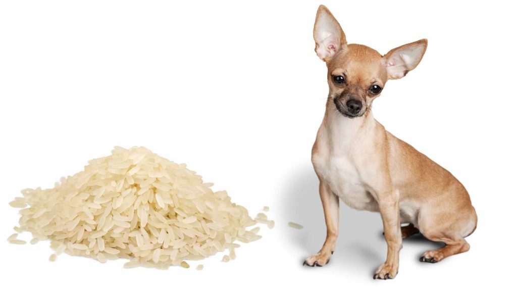 Photo of a Chihuahua dog with Jasmine rice by its side.