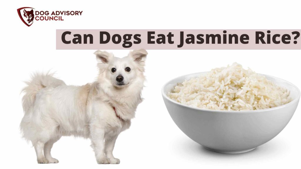 Can Dogs Eat Jasmine Rice? Photo of a dog with a bowl of jasmine rice by its side.