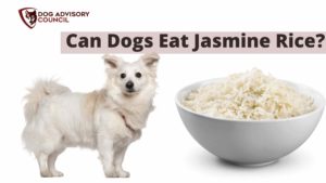 Can Dogs Eat Jasmine Rice