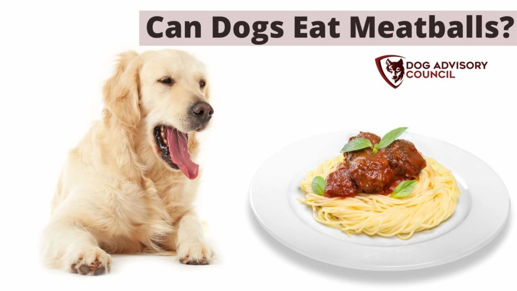 Can Dogs Eat Meatballs? Photo of a dog and a plate with meatballs.