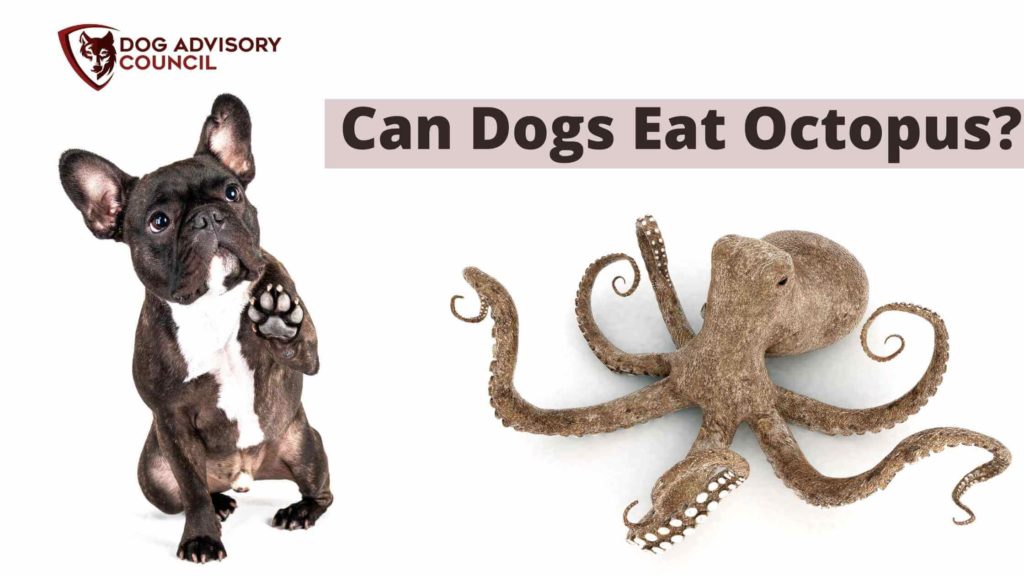 Can Dogs Eat Octopus? Photo of a dog and an octopus side by side.