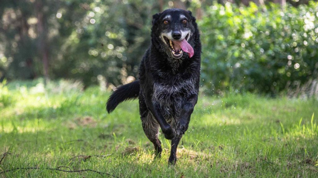 Photo of an overexcited dog running.