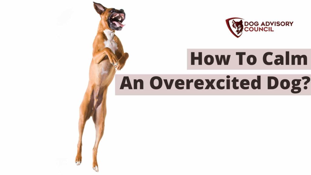 How to Calm an Overexcited Dog