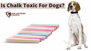 Is Chalk Toxic To Dogs