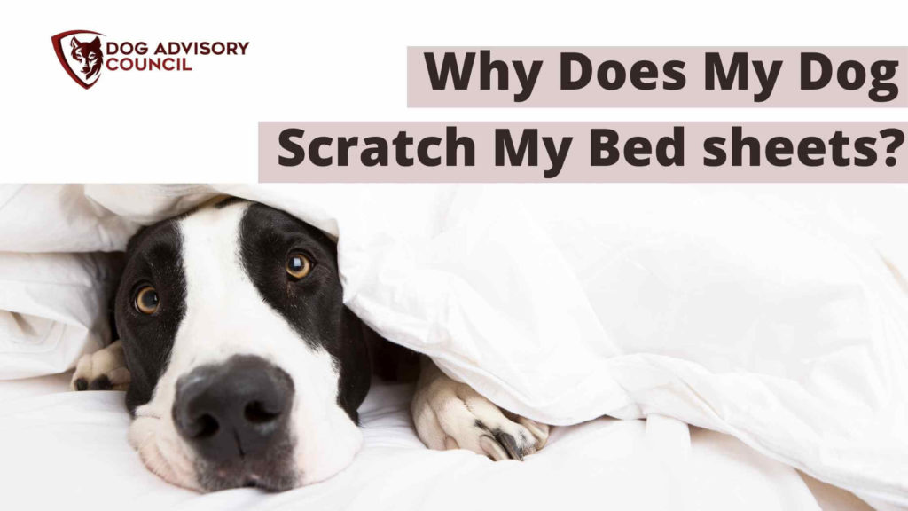 Why Does My Dog Scratch My Bed Sheets? Dog Advisory Council