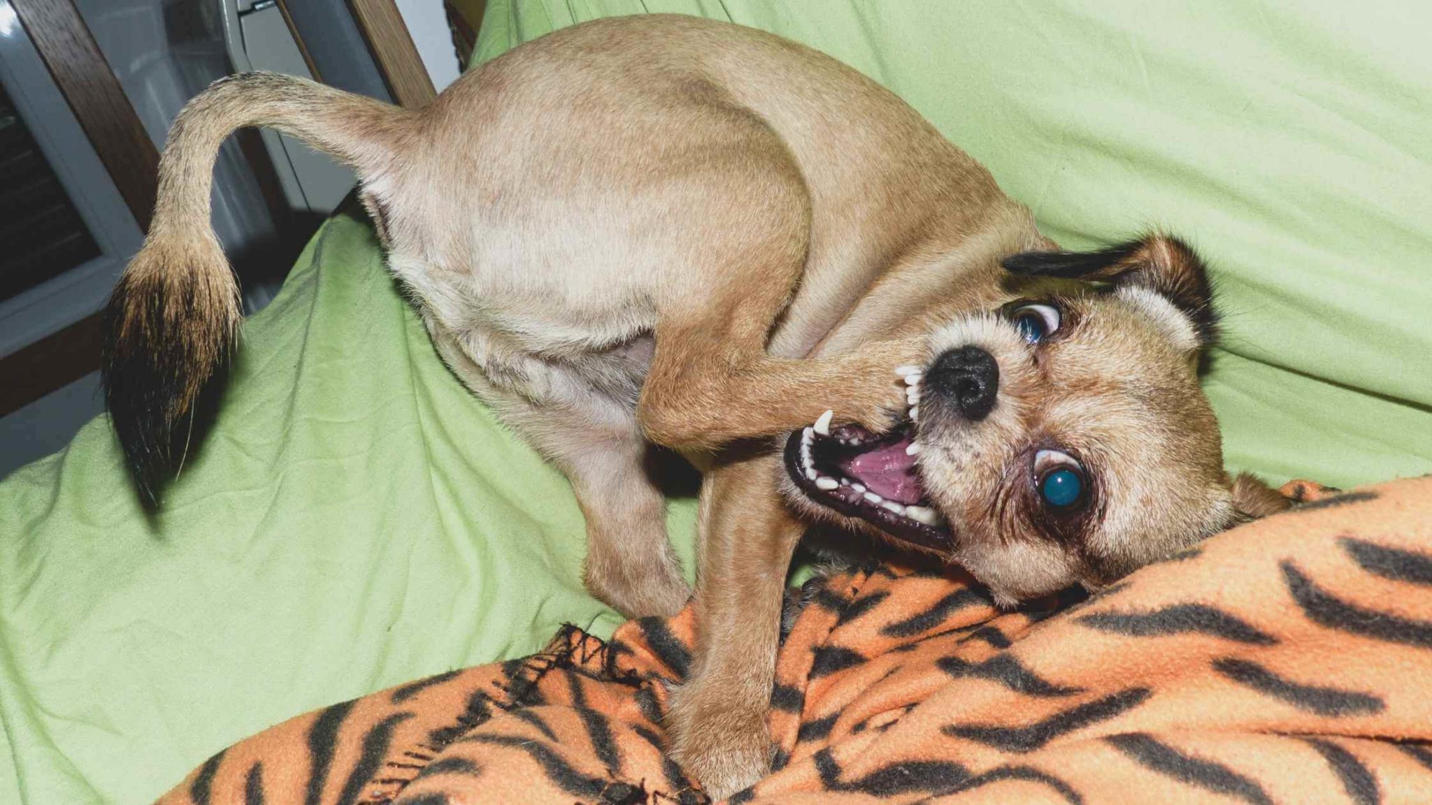 Why Is My Dog So Hyper All of a Sudden? Dog Advisory Council