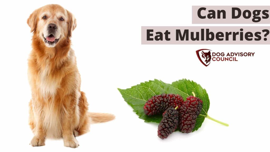 Can Dogs Eat Mulberries? Photo of a dog with red mulberries by its side.