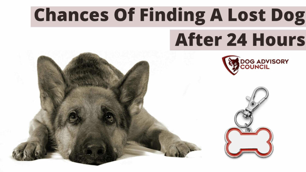 What Are the Chances of Finding A Lost Dog After 24 Hours? | Dog