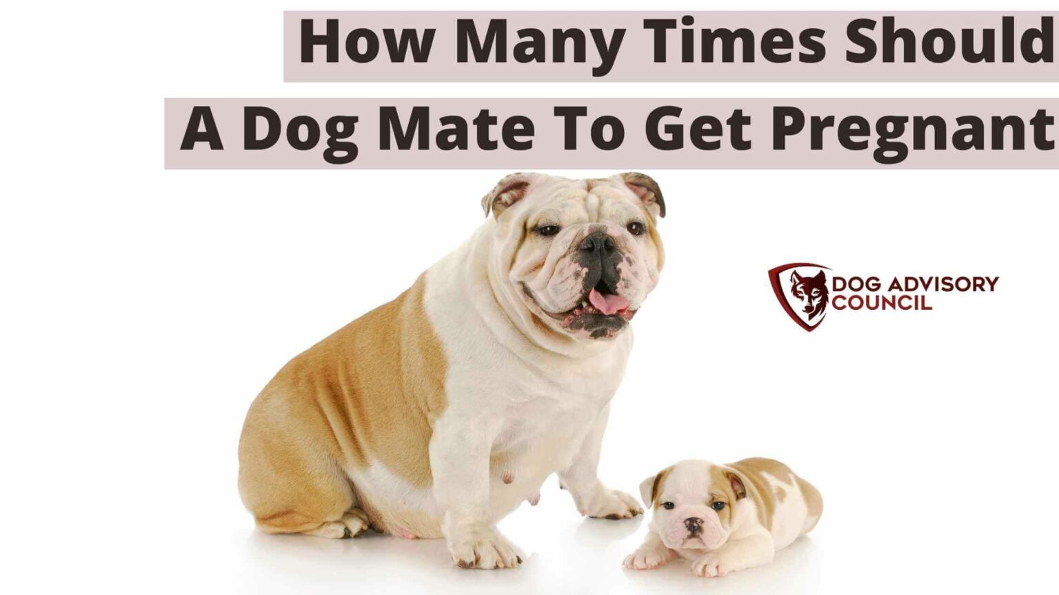 How Many Times Should A Dog Mate To Get Pregnant