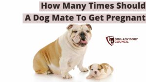 How Many Times Should a Dog Mate to Get Pregnant