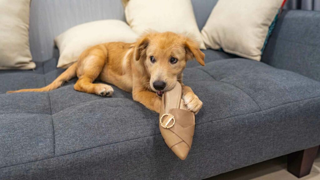 Puppy chewing a shoe lying on the couch.