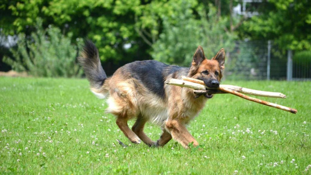 Photo of a German Shepherd carrying wooden stick in his mouth.