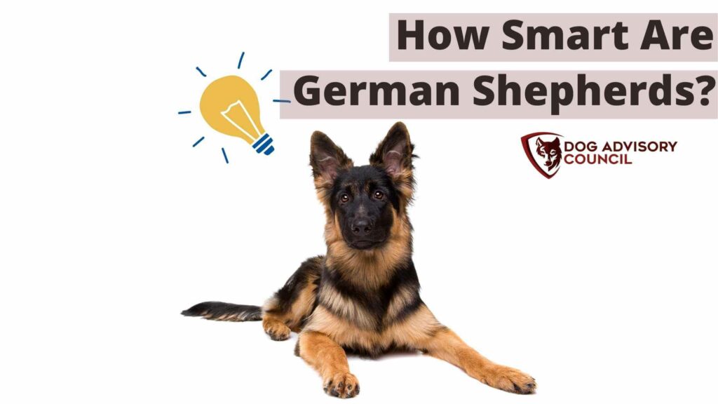 Photo of a German Shepherd looking forward with an idea light bulb above his head. How Smart Are German Shepherds?