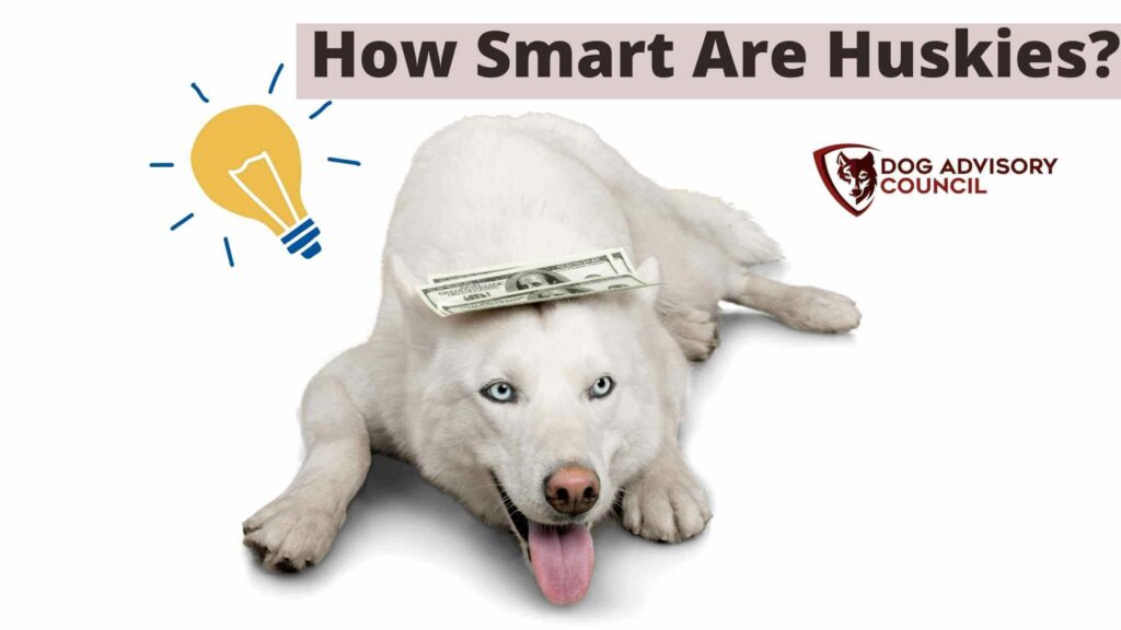 Photo of a white Husky with dollar bills on top of his head and a idea light bulb above his head. How Smart Are Huskies?