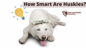 How Smart Are Huskies?