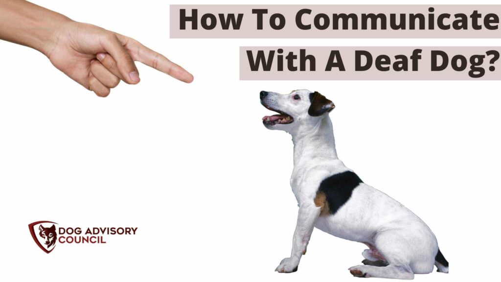 Photo of a Jack Russel dog looking to a hand signal. How to Communicate With a Deaf Dog?