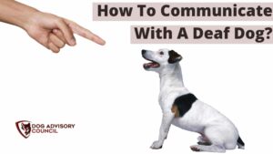 How to Communicate With a Deaf Dog