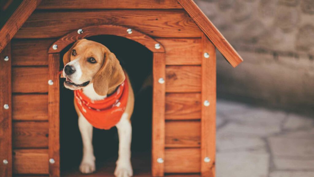 Beagle dog with a red bandana around his neck and inside a wooden dog house.