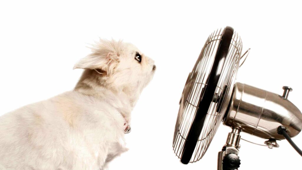 White dog in front of a fan.