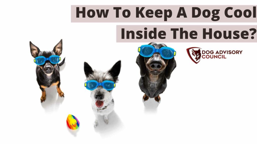 Photo of three dogs with diving goggles and a rubber duck. How to Keep a Dog Cool Inside the House.