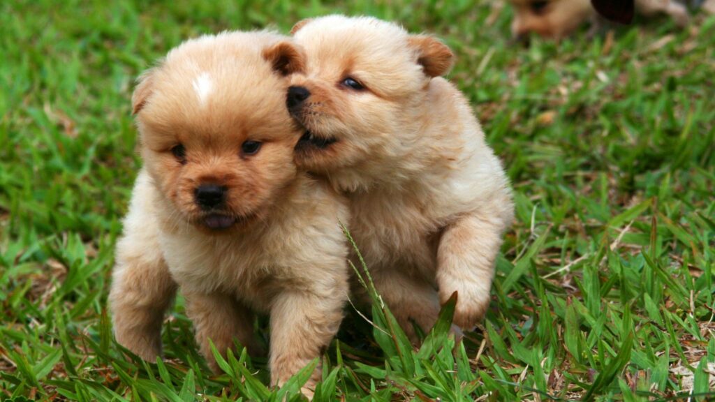 Two puppies playing on the grass.