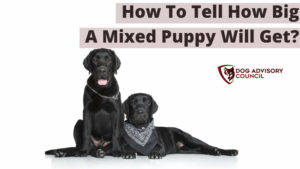 how to tell how big a mixed puppy will get