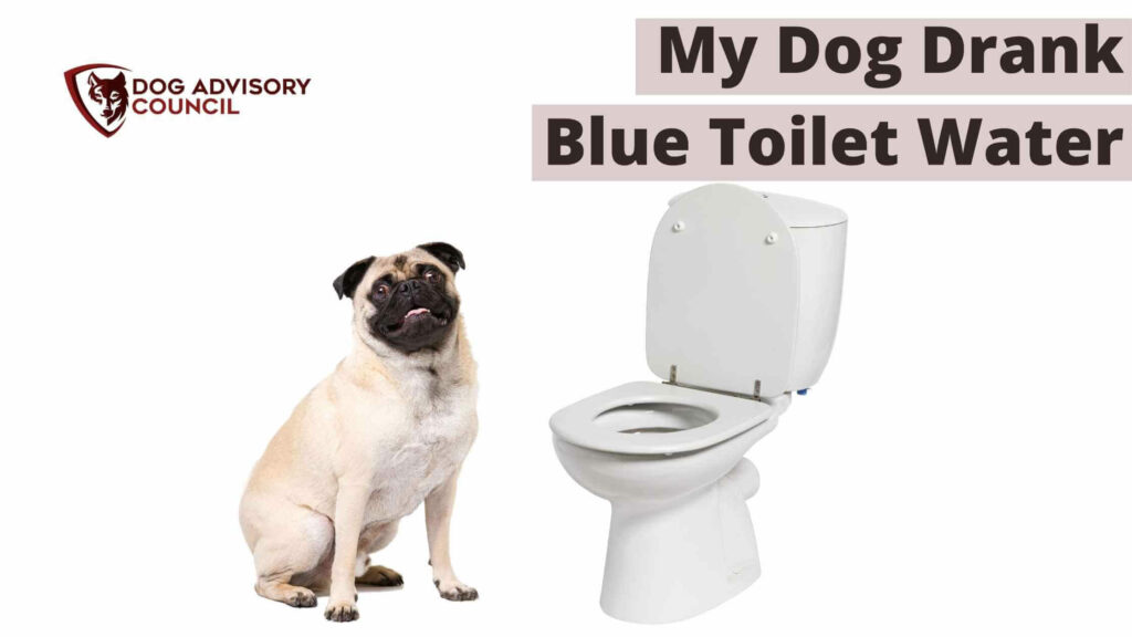 What Should I Do If My Dog Drank Blue Toilet Water? Photo of a dog side by side with a toilet.