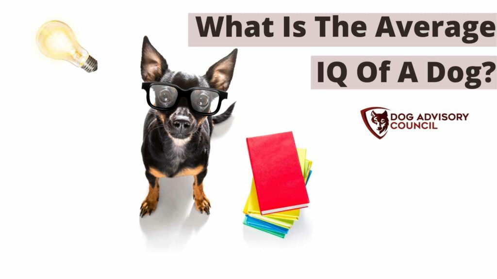 What Is The Average IQ Of A Dog? Photo of a dog with glasses and books by its side.