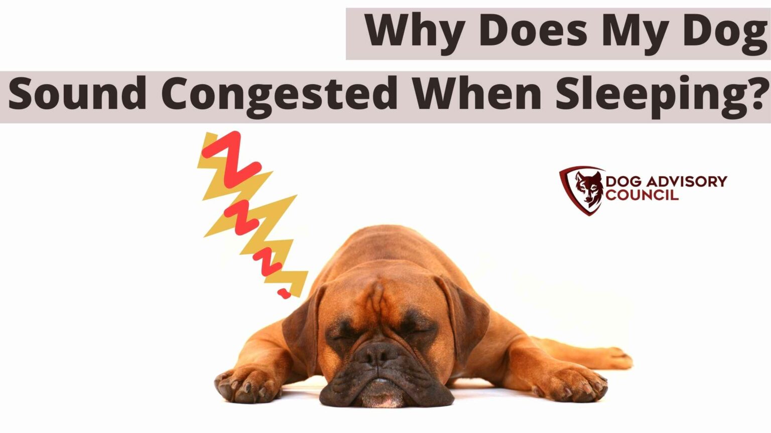 My Dog Sounds Congested When Sleeping (Explained) Dog Advisory Council
