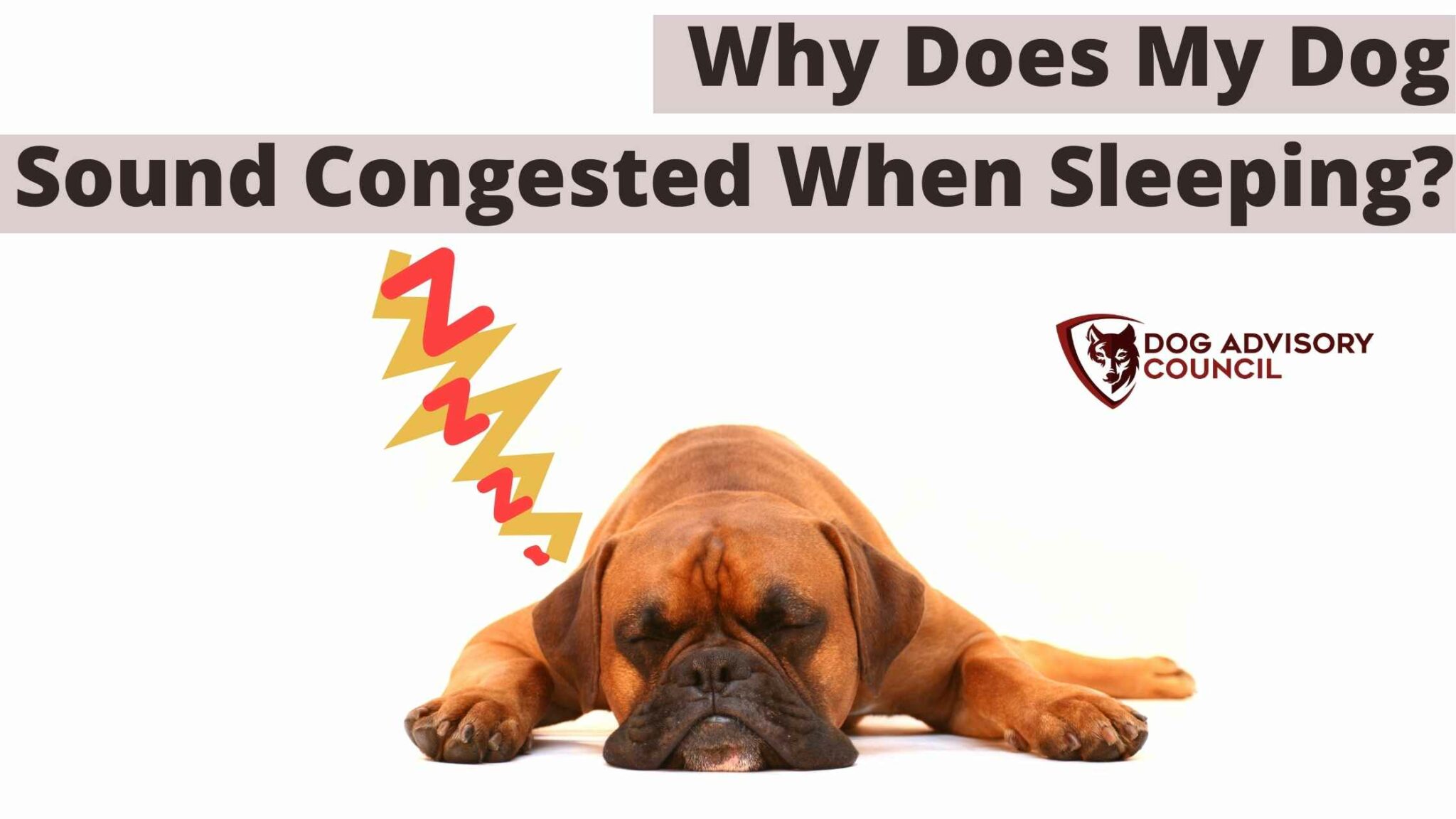 My Dog Sounds Congested When Sleeping (Explained) Dog Advisory Council