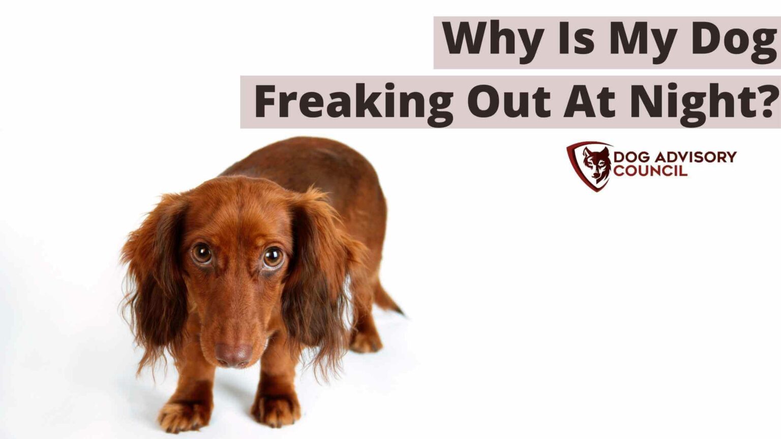 Why Is My Dog Freaking Out At Night? Dog Advisory Council