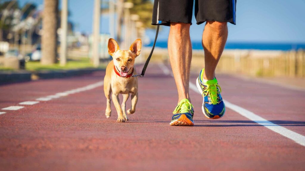 Dog training with his owner to run a marathon.