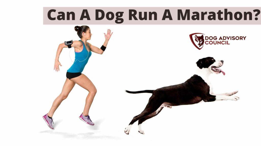 Dog running a marathon in front of his owner. Can a dog run a marathon?