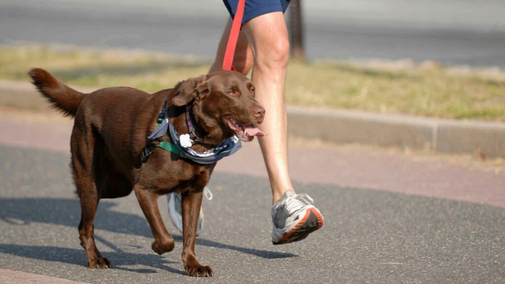 Dog running a marathon with his owner.