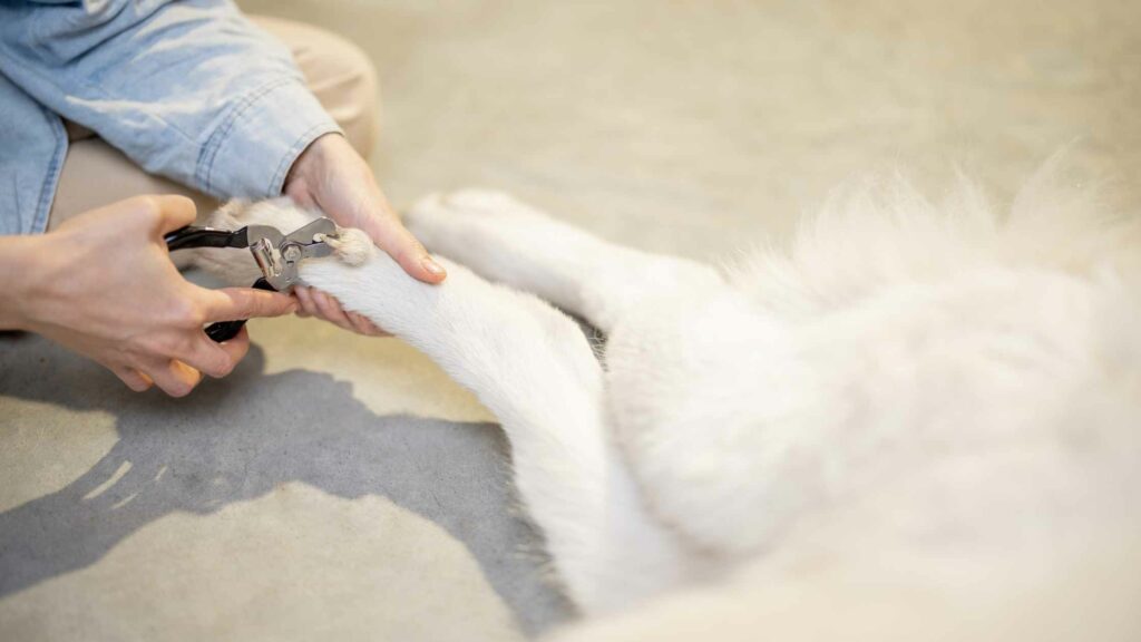 Photo of a dog owner cutting a dog claw.