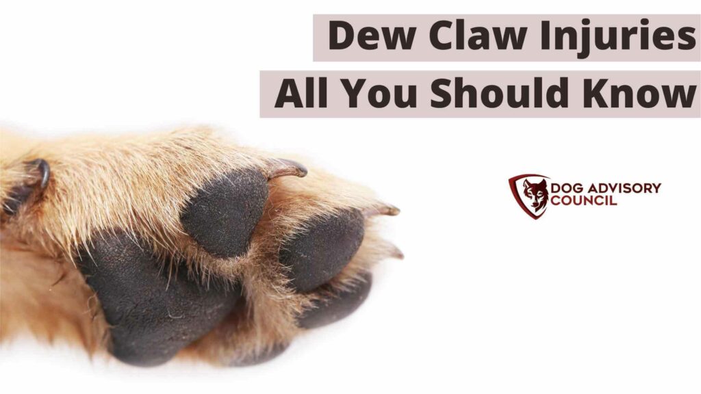 what do you do when a dogs dew claw breaks