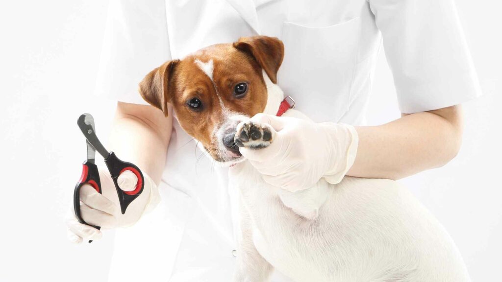 Photo of a veterinarian cutting a dog's nails